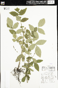 Agrimonia rostellata image