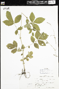 Agrimonia gryposepala image