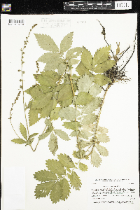 Agrimonia gryposepala image