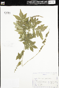 Agrimonia gryposepala image