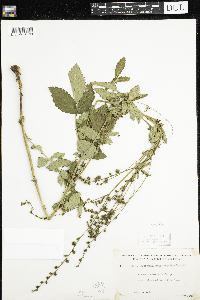 Agrimonia gryposepala image