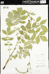 Agrimonia gryposepala image