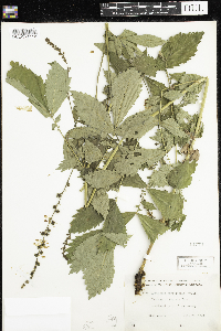 Agrimonia gryposepala image
