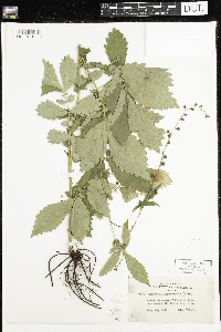Agrimonia gryposepala image