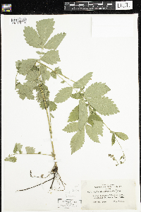 Agrimonia gryposepala image