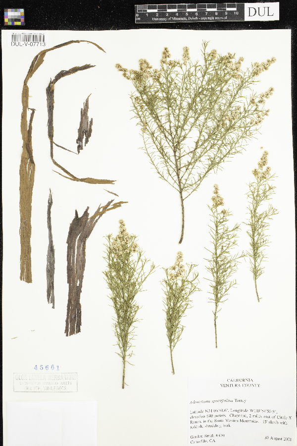 Adenostoma sparsifolium image