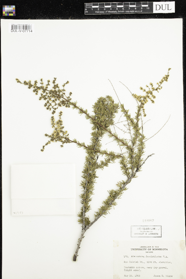 Adenostoma fasciculatum image