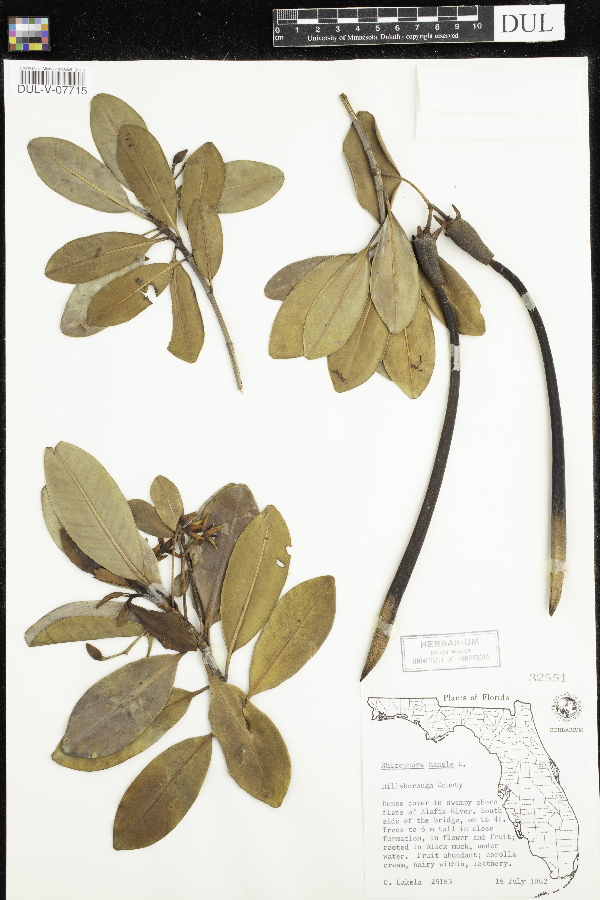 Rhizophoraceae image
