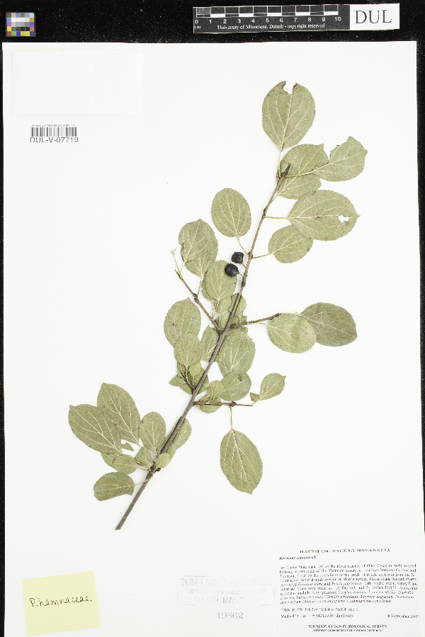 Rhamnus cathartica image