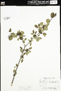 Rhamnus cathartica image