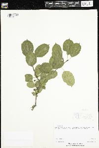 Rhamnus cathartica image