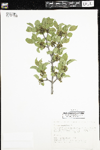 Rhamnus cathartica image