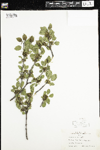 Rhamnus cathartica image