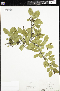 Rhamnus cathartica image