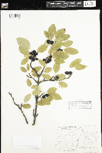 Rhamnus cathartica image