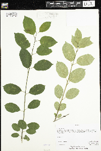 Rhamnus cathartica image