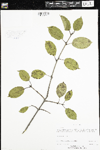 Rhamnus cathartica image
