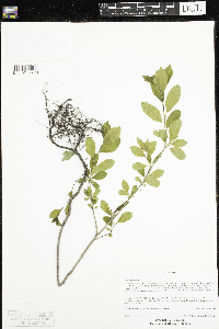 Rhamnus cathartica image