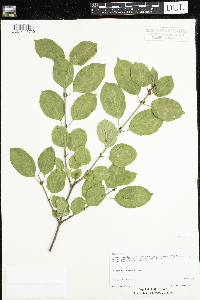Rhamnus cathartica image