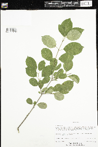 Rhamnus cathartica image