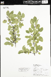 Rhamnus cathartica image