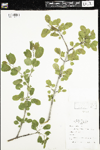 Rhamnus cathartica image