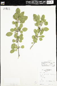 Rhamnus cathartica image