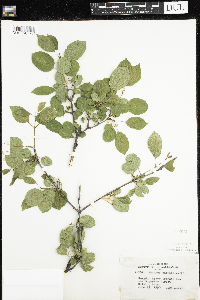 Rhamnus cathartica image