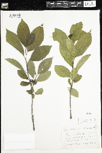 Rhamnus alnifolia image