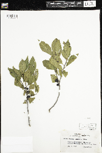 Rhamnus alnifolia image