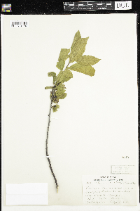 Rhamnus alnifolia image