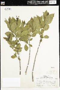 Rhamnus alnifolia image