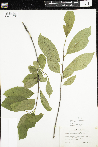 Rhamnus alnifolia image