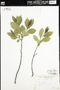 Rhamnus alnifolia image