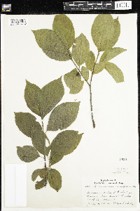 Rhamnus alnifolia image