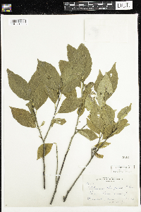Rhamnus alnifolia image