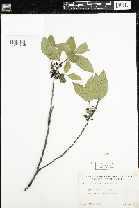 Rhamnus alnifolia image
