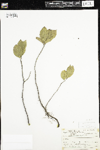 Rhamnus alnifolia image