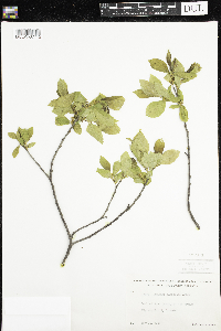 Rhamnus alnifolia image