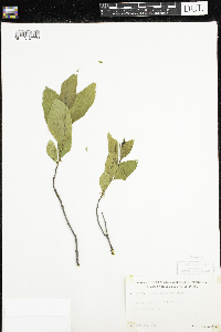 Rhamnus alnifolia image