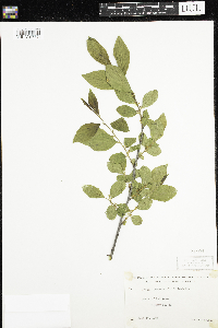 Rhamnus alnifolia image