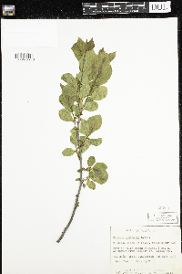 Rhamnus alnifolia image