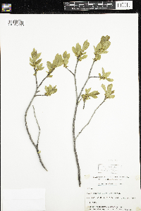 Rhamnus alnifolia image