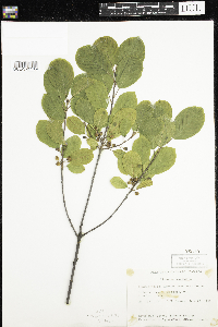Frangula alnus image