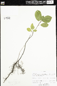 Frangula alnus image