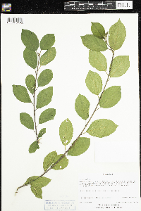 Frangula alnus image