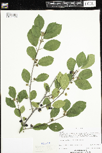 Frangula alnus image