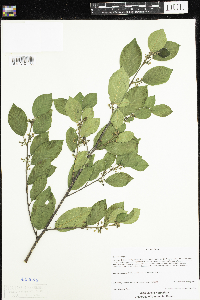 Frangula alnus image