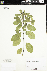 Frangula alnus image