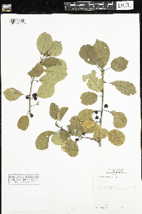 Frangula alnus image